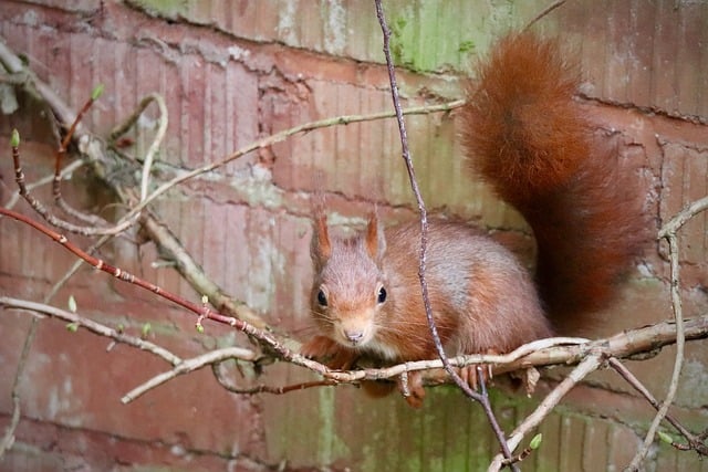 climbing